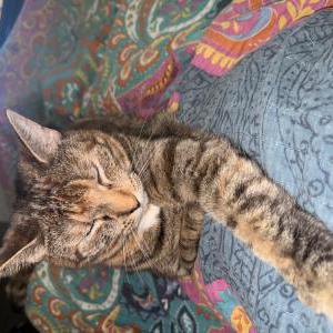 Image of Galaxy and Luna, Lost Cat