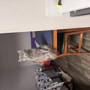 Image of Luna, Lost Cat
