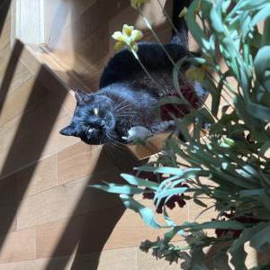 Image of Sizzle, Lost Cat