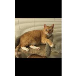 Image of Pi / pie, Lost Cat