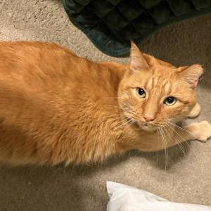 Lost Cat Big Red