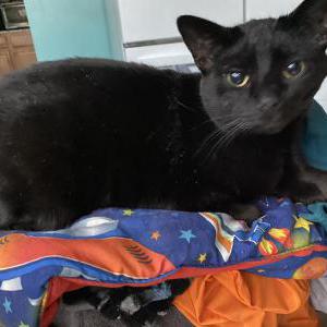 Image of Kevin, Lost Cat