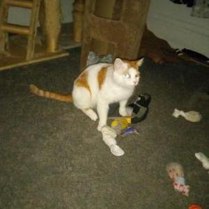 Image of Peanut, Lost Cat