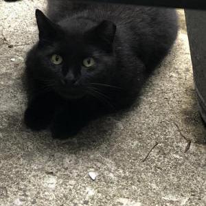 Image of Truffles, Lost Cat