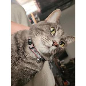 Image of Chesire, Lost Cat