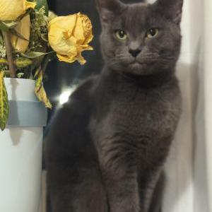 Image of Luna, Lost Cat