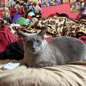 Image of Trinity Feliciano, Lost Cat