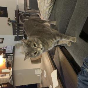 Image of Oliver, Lost Cat