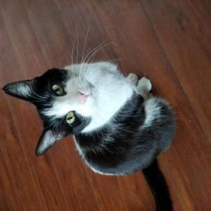 Image of Booger, Lost Cat