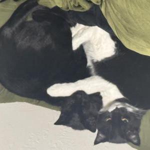 Lost 2 Hades and Remmy (Florida)