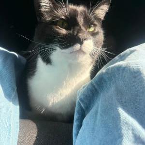 2nd Image of Hades and Remmy, Lost Cat