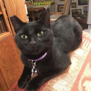 Image of Sunny, Lost Cat