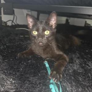 Lost 2 Kitty (California)