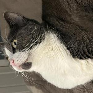 Image of Harley, Lost Cat