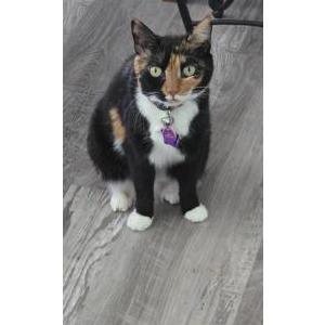 Image of Sissy, Lost Cat