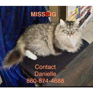Image of Gilda, Lost Cat