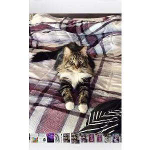 Image of Maverick, Lost Cat