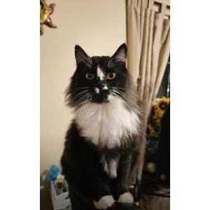 Image of Spooky, Lost Cat