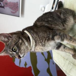 Image of Unknown, Found Cat