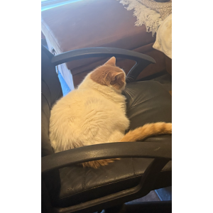 2nd Image of Winnie and John, Lost Cat
