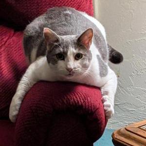 Lost 2 Theo (Oregon)
