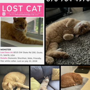 Image of Monster, Lost Cat