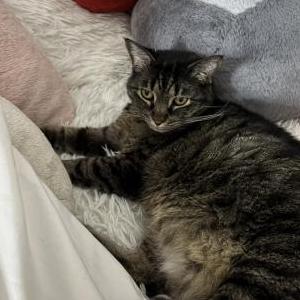 Image of Mochi, Lost Cat