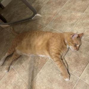 Image of Unknown, Found Cat