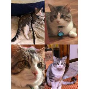 Image of Huey, Lost Cat