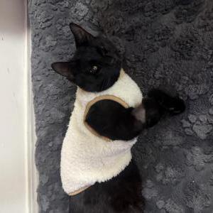 Lost 2 Binx (New York)