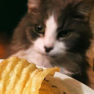 Image of Bootsie, Lost Cat