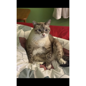 Image of Lokum, Lost Cat