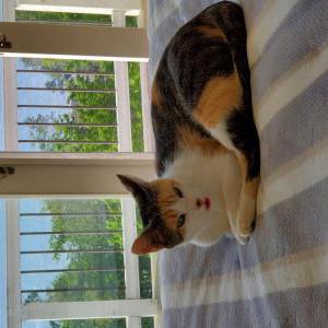 Lost 2 Chloe (Michigan)