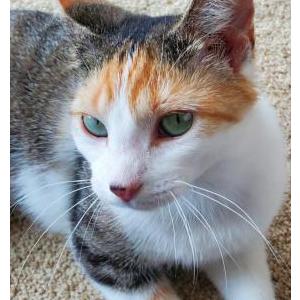 2nd Image of Chloe, Lost Cat