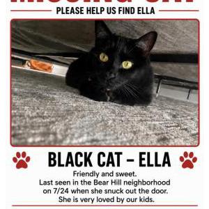 Image of Ella, Lost Cat