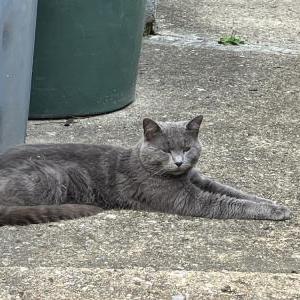 Found Cat Unknown