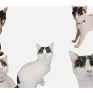 Image of ButterflyFace, Lost Cat