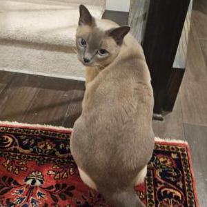 Lost 2 Loki (New Jersey)