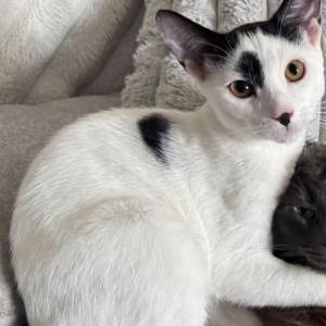 Image of sosa, Lost Cat