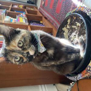 Image of Moxie, Lost Cat