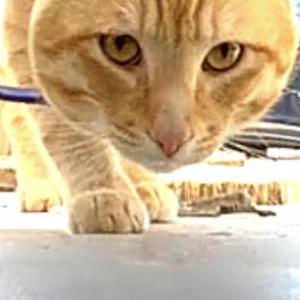 Image of unknown, Found Cat