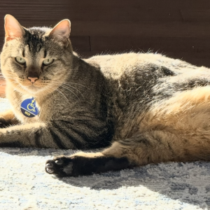 Image of Milo, Lost Cat