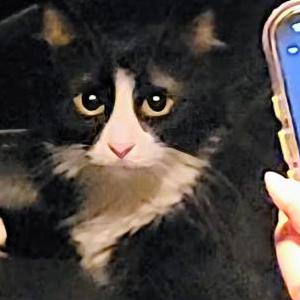 Image of Unknown, Found Cat