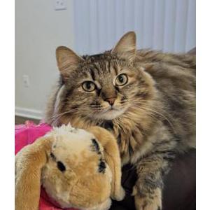 Image of CALI, Lost Cat