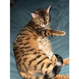 Image of Zeek, Lost Cat