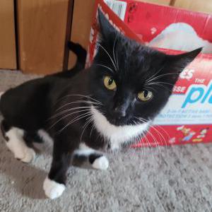 Image of Stella Snow, Lost Cat