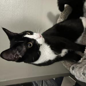 Image of Banjo, Lost Cat