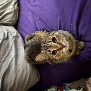 Image of Luna, Lost Cat