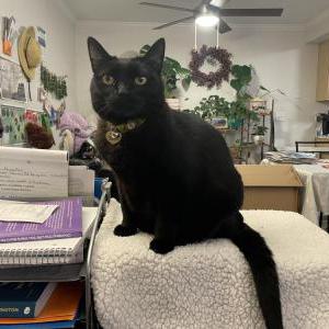 Image of Canyon, Lost Cat
