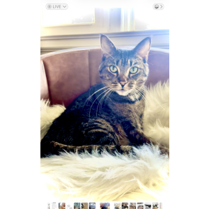 Image of Jack, Lost Cat